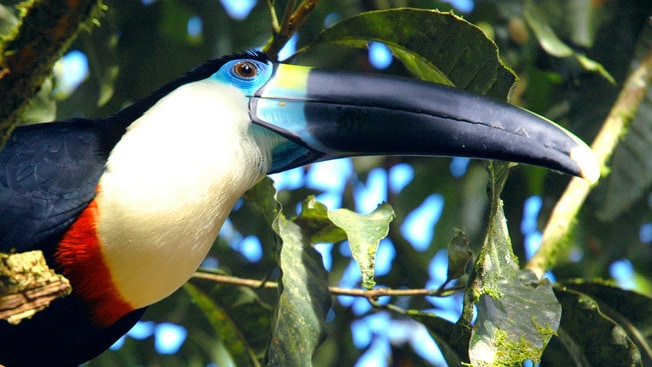 A tropical bird in the trees